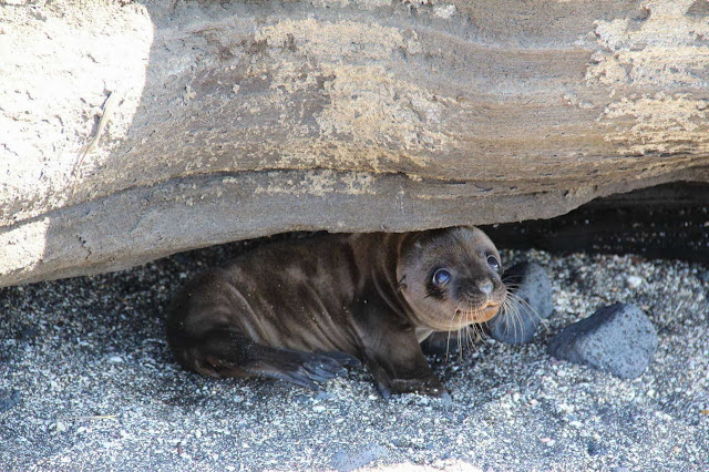 Funny animals of the week - 3 January 2014 (40 pics), cute baby seal hides under a rock