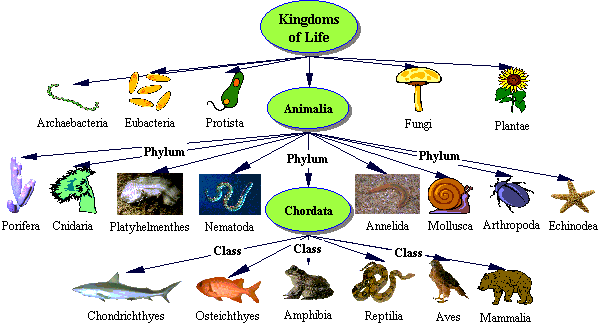 Pengertian Kingdom Animalia Ciri ciri dan Klasifikasinya 