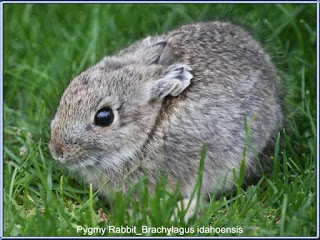 Pygmy Rabbit (Kelinci Kerdil)