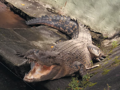 foto buaya muara