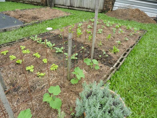 Make you own liquid fertilisers