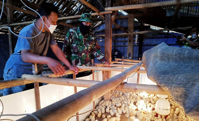 Manfaatkan Jeda TMMD Untuk  Belajar Beternak Ayam