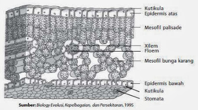 Struktur daun