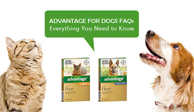 Advantage for Dogs FAQs – Everything You Need to Know