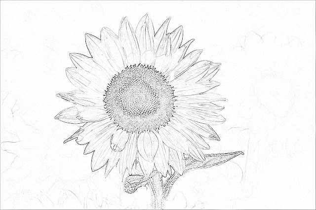 Sketch Image of the sunflower