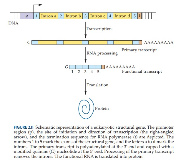 representaion schematique des gènes structurels des eucartyotes