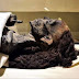 Hair of mummy still has