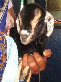 Baby goat Mini