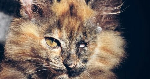 Obat Sakit Mata Pada Kucing Persia - Renunganku