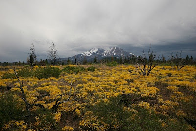 Yellow wildflowers, Mt. Shasta