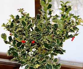 holly, to protect us from the Dark Forces rising at this time of year