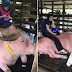 10 Gambar 'Gadis Kerbau Pink' Tenang Bersama Awang