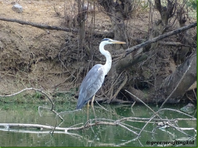 Grey Heron
