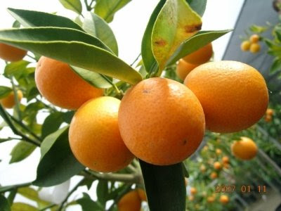 Kumquats Plant