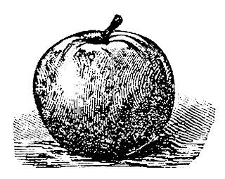 apple fruit drawing stock image transfer digital download