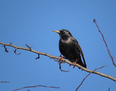 Starling, Grimsbury Reservoir