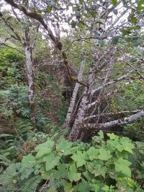 rock cliffs hidden by an alder