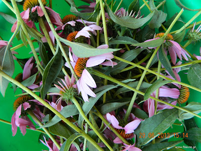 Εχινάκεια-Echinacea Purpurea