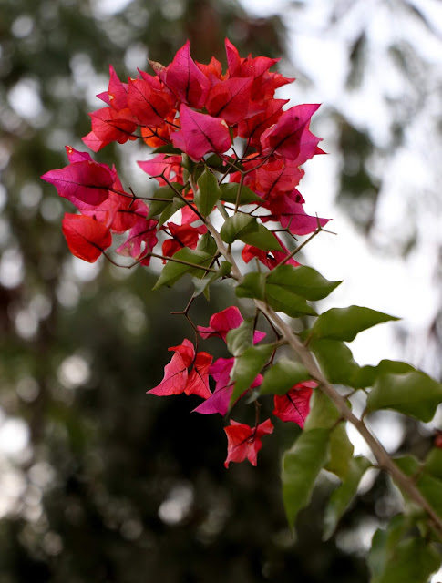 Photo Blogger Captured Bougainvillea Flowers