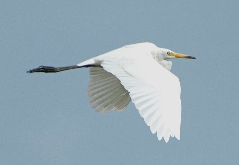 Intermediate Egret (Egretta intermedia)