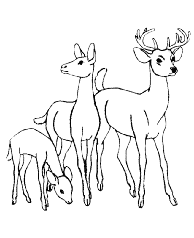 For Education New Animal Deer Coloring Pages title=