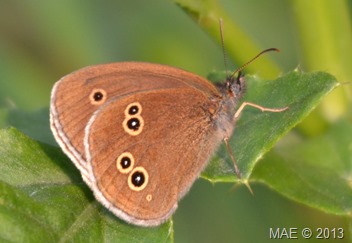 2013-07-05 Copse Wood 009