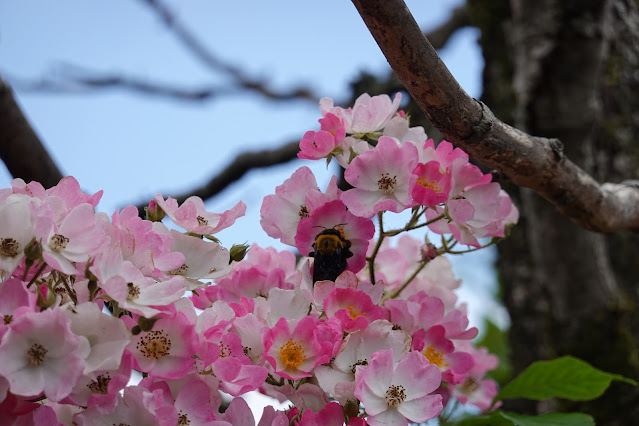 鳥取県西伯郡南部町鶴田 とっとり花回廊 バラまつり