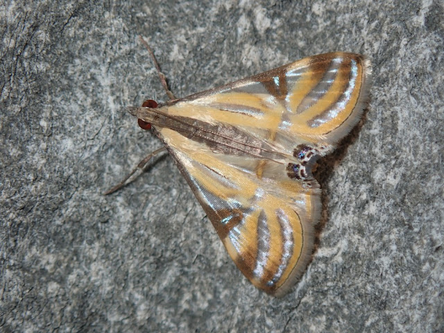 Talanga sexpunctalis