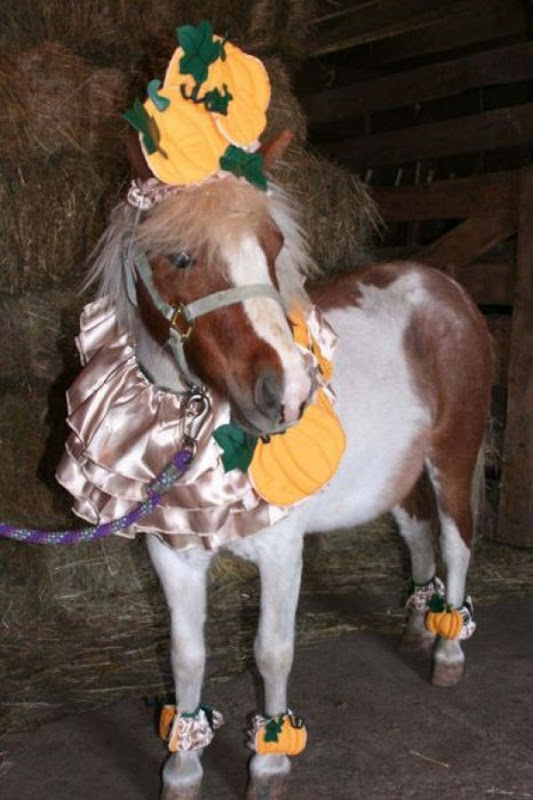 horse fancy dress