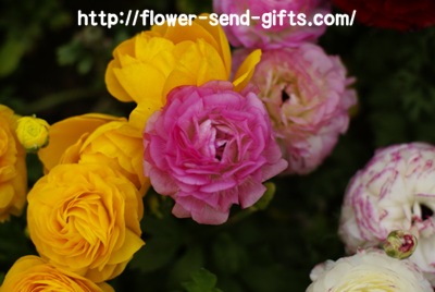 Persian ButtercupDSC08303