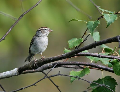 Kisah Perjuangan Burung Pipit yang Hendak Memadamkan Api 