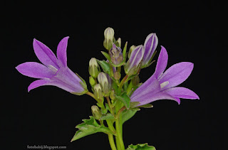 http://fotobabij.blogspot.com/2015/04/dzwonek-dalmatynski-campanula.html