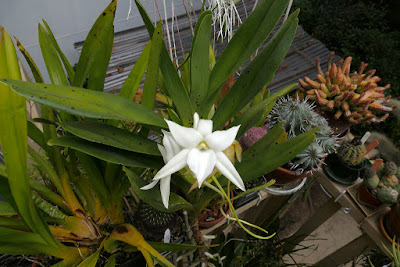 Angraecum sororium orchid plant care and culture