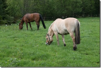 Hestane 020