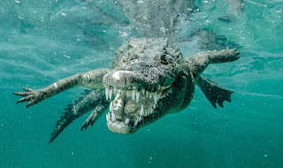  Saltwater Crocodile (Buaya Air Asin)