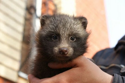 Rare Pets Seen On www.coolpicturegallery.us