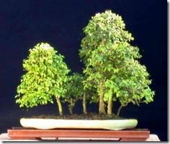 Celtis_africana