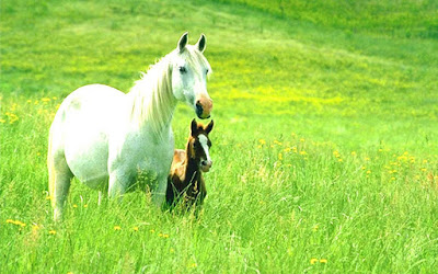 LATEST HORSE HD WALLPAPER FREE DOWNLOAD 10