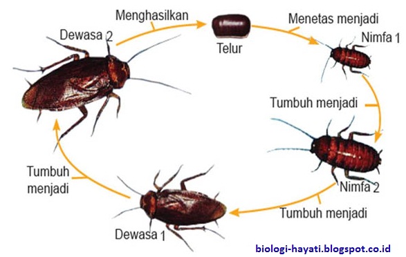 Pengertian dan Contoh Metamorfosis Sempurna dan Tidak Sempurna