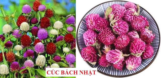 PHÒNG CHỮA BỆNH NHỜ RAU CỦ QUẢ QUANH TA - CÚC BÁCH NHẬT