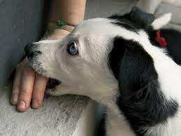 How to Stop a Puppy from Biting - Stop Your Puppy From Biting, Nipping and Mouthing
