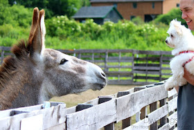 Donkey and Ellie-Mae amazed one by the other!