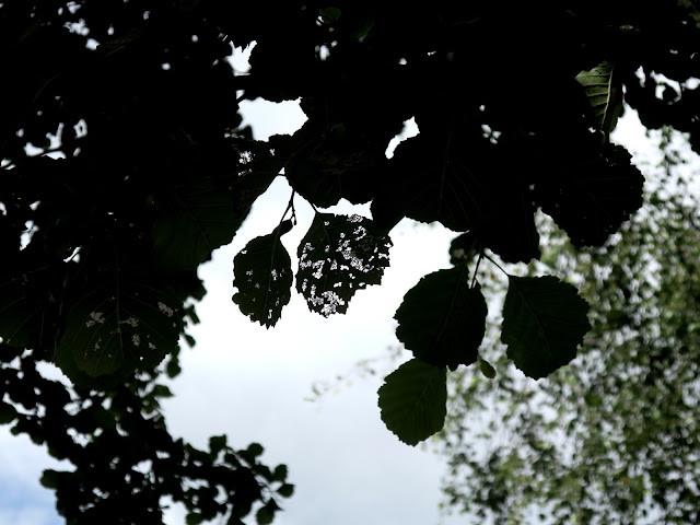 Alder leaves with patches eaten away