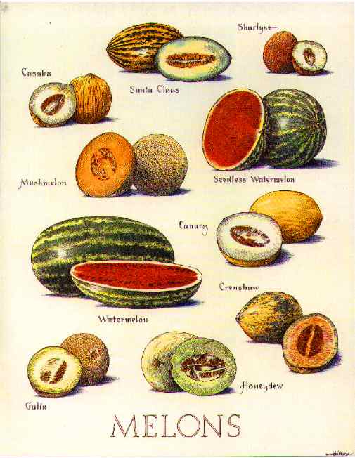 The patent relates to melon plants resistant to a virus cucurbit yellow