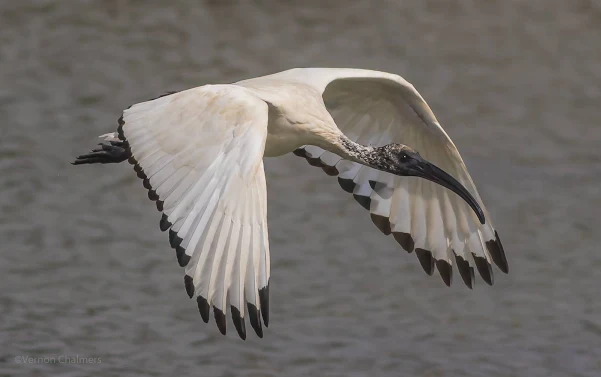 African Sacred Ibis: Early morning good / or poor light for white birds