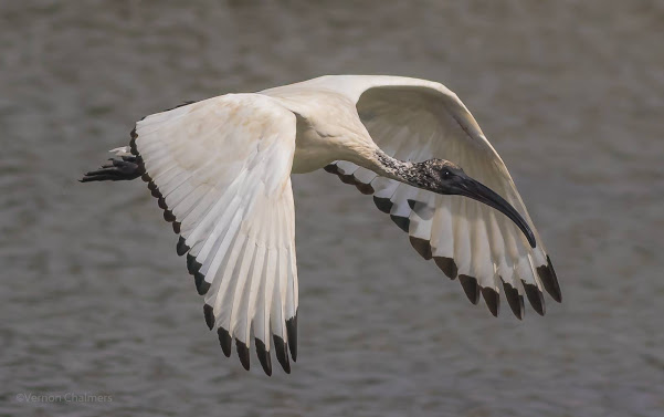 African Sacred Ibis: Early morning good / or poor light for white birds