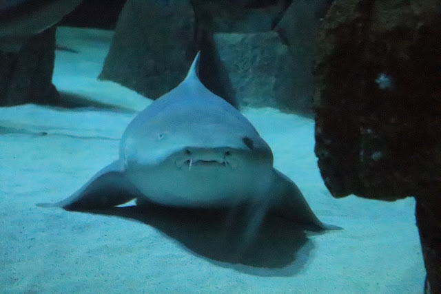 requin-aquarium-paris