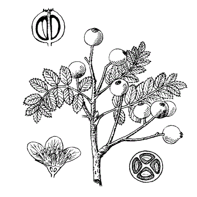 Рябина черноголовниколистная (Sorbus poteriifolia)