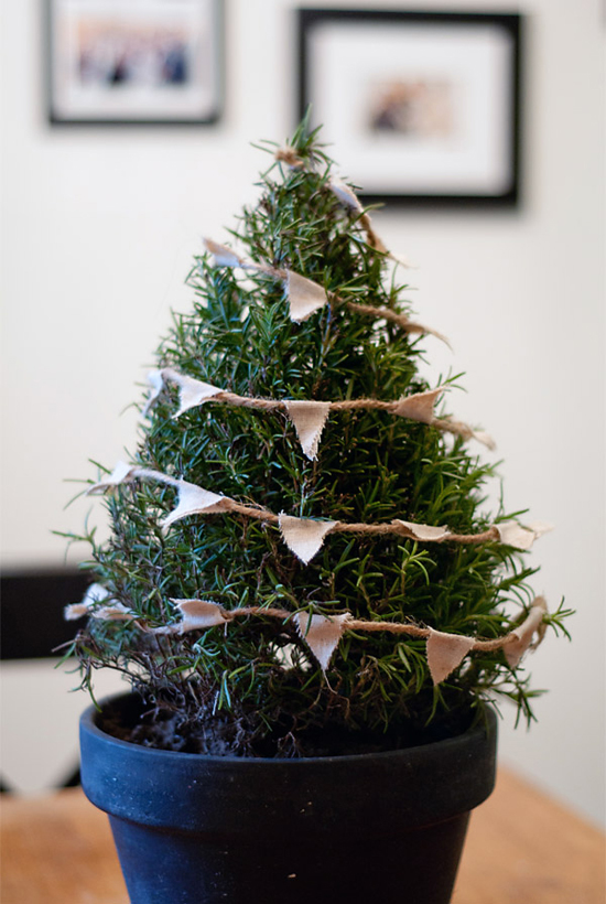 3 real mini Christmas trees diys | My Paradissi