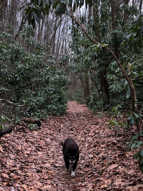 dog in forest